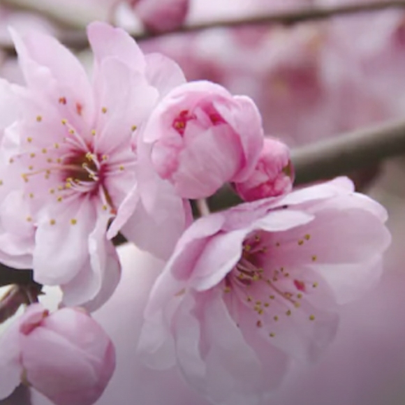 INC Faux Fur Lined Slippers Women's Size 11-12 Champagne Metallic Trend NWT - Picture 8 of 12